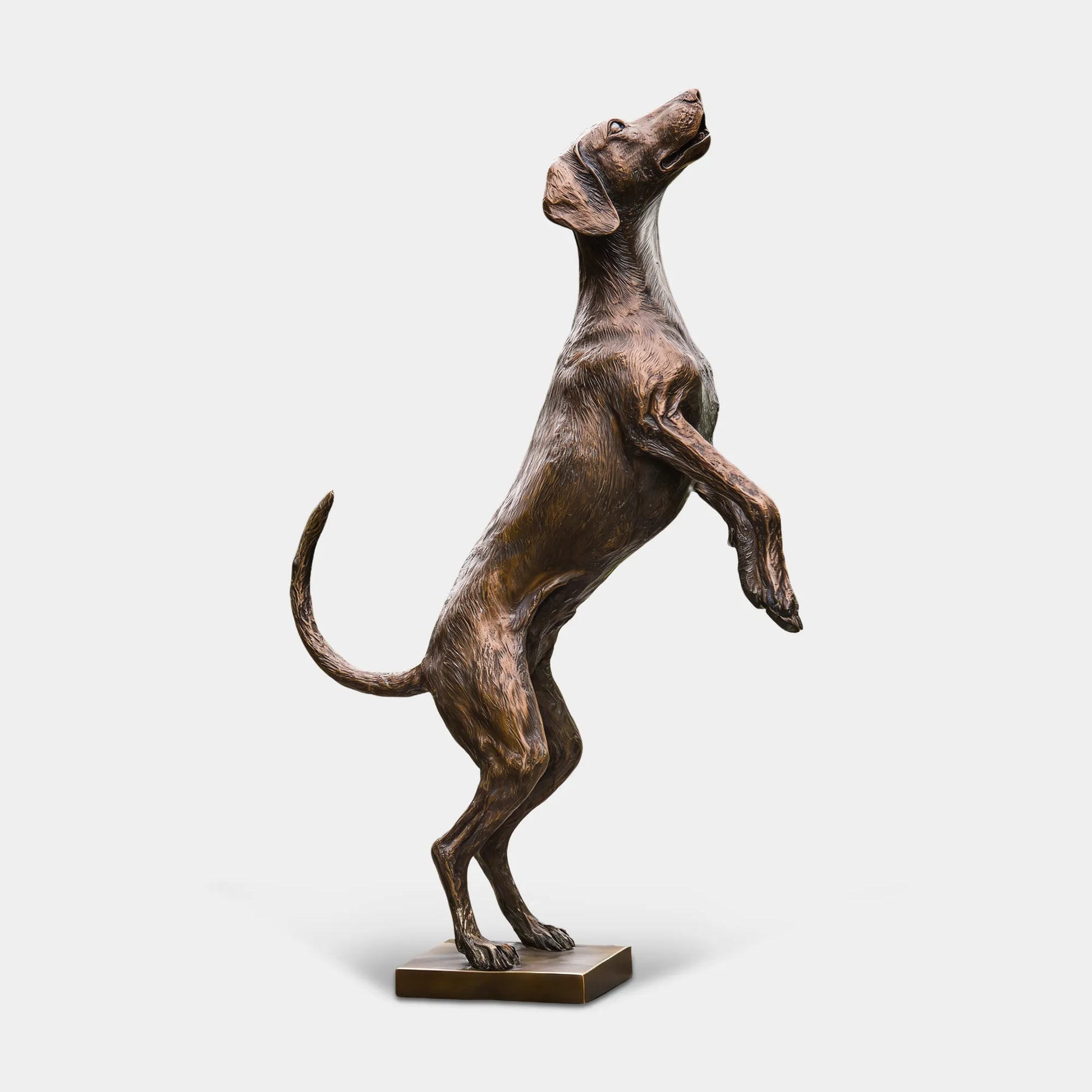 Bronze dog sculpture standing on hind legs in a garden with trimmed shrubs and flowers. 